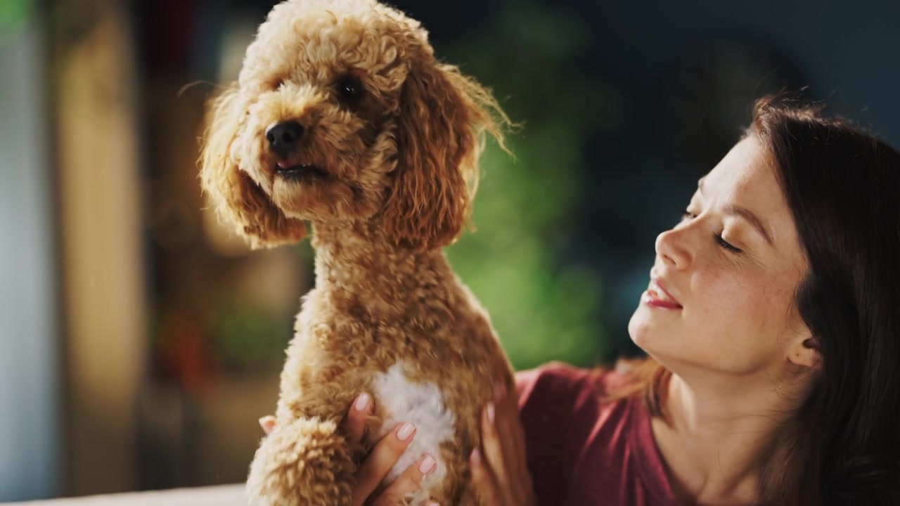Young Woman Cuddling and Playing with Her Pet Poodle at Home