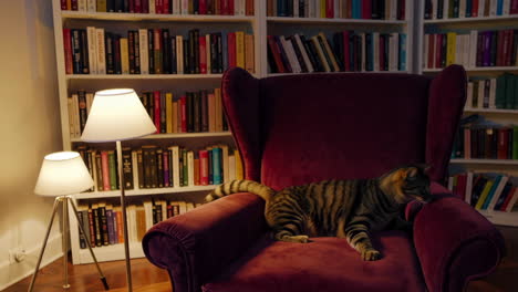 a cat napping in a cozy reading chair in a library