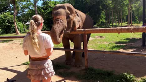 una chica rubia está alimentando a un elefante con sandía