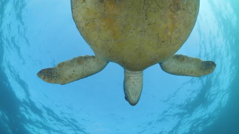 a large sea turtle slowly glides above an underwater cameraman while a mass of bubbles touch the turtles shell as they rush to the ocean surface