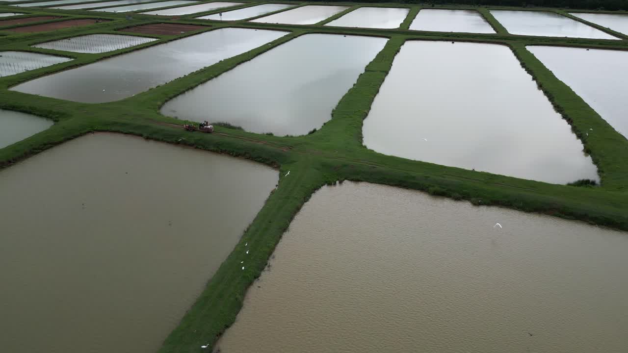 pequeño tractor conduciendo a lo largo de campos de arroz irrigados, bayaguana, comatillo en la república dominicana