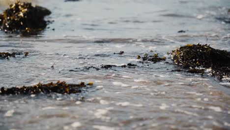 Small-waves-colliding-with-seaweed-on-beach,-slow-motion