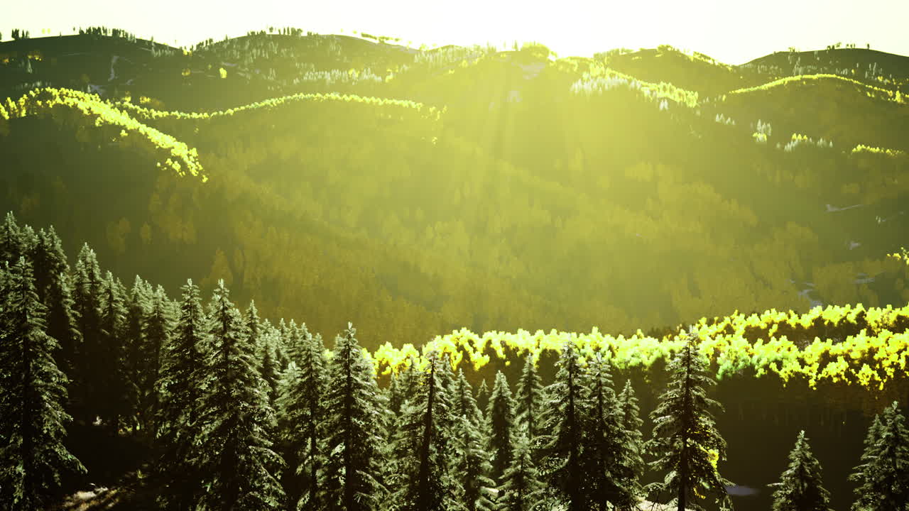 Forest and Mountains in Sunlight