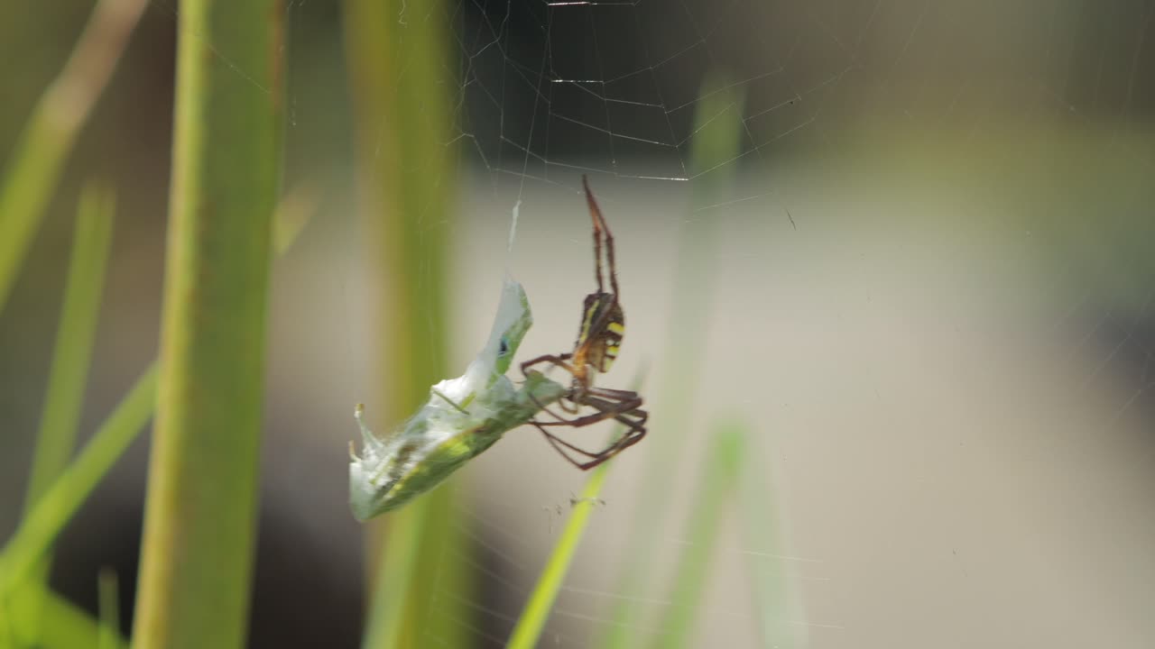 cruz de san andrés araña hembra mordiendo viva mantis orante atrapado en la red durante el día australia soleada victoria gippsland maffra