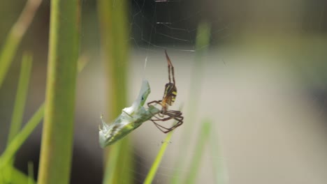 st andrew's cross female spider biting alive praying mantis caught in web daytime sunny australia victoria gippsland maffra