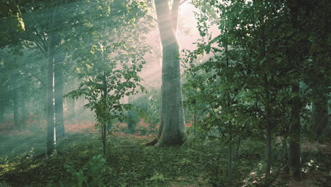 Mystical-wood-in-the-foggy-morning