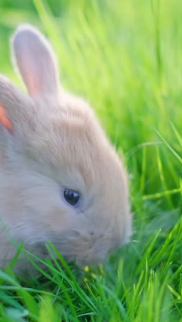 close-up of a cute baby rabbit in green grass