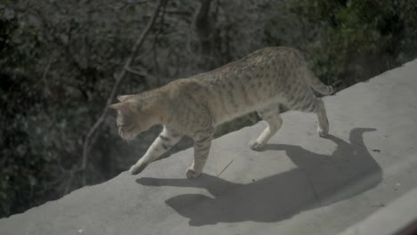 A-wild-cat-walks-along-it's-shadow-on-the-edge-of-a-building