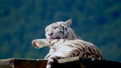 fotografía de cerca de un tigre blanco tranquilo limpiando las patas durante un día soleado por la mañana - árboles del bosque en el fondo