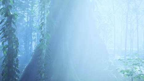 dense fog forest with abundant trees