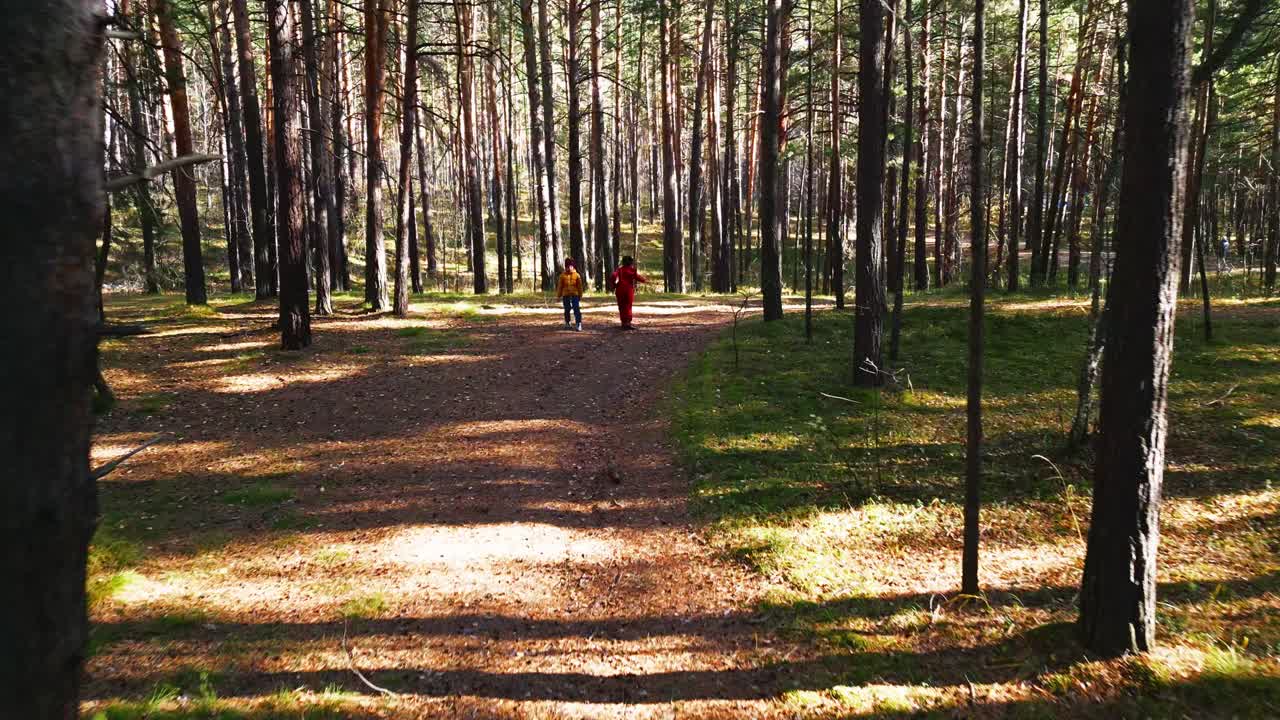 Vista de dron de dos niños caminando por un bosque de pinos soleado