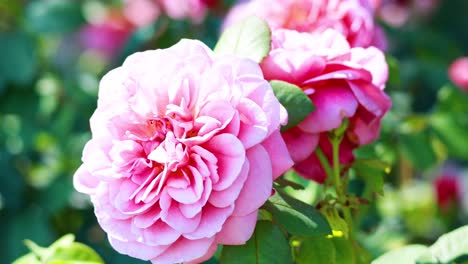 pink roses in a garden