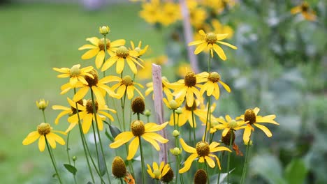 time-lapse of yellow flowers swaying gently