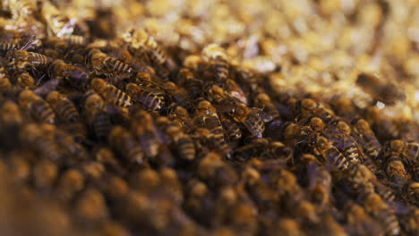 las abejas que entran en la colmena en el apiario
