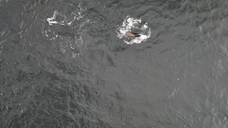 Playful Seal Diving In The Ocean, Safety Cove Beach, Port Arthur, Tasmania, Australia - Drone Top Down