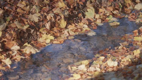 A-shallow-stream-flows-slowly-through-the-autumn-forest,-its-banks-covered-with-a-thick-blanket-of-fallen-leaves