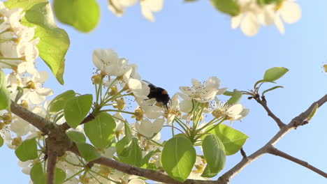 el marco natural muestra una abeja recolectando polen de flor en flor en cámara lenta