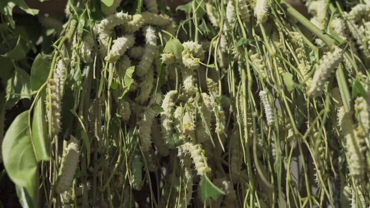 vermi del cotone di seta estremo close-up di una colonia di vermi che mangiano foglie verdi