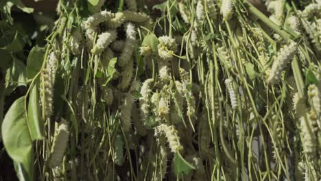 gusanos de algodón de seda muy de cerca de una colonia de gusanos que comen hojas verdes