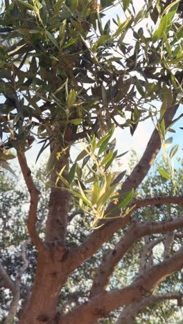 vertical video of olive tree branches and leaves moving softly with the breeze under a clear sky. peaceful natural scene with soft light and warm tones