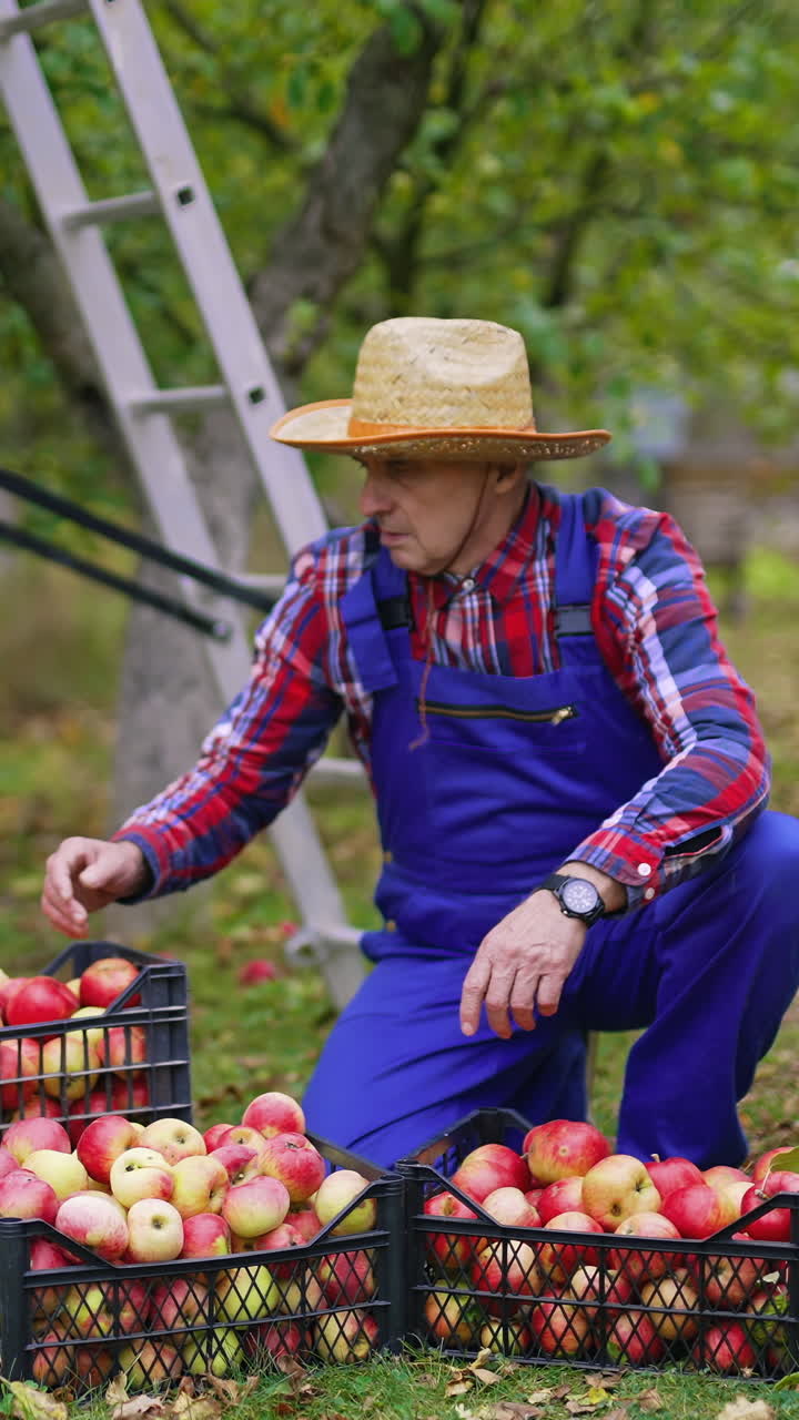 Fresh fruits in drawers in autumn time. Farmer sorting ripe apples in the garden. Harvesting delicious apples. Boxes with juicy fruit outdoors.. Vertical video