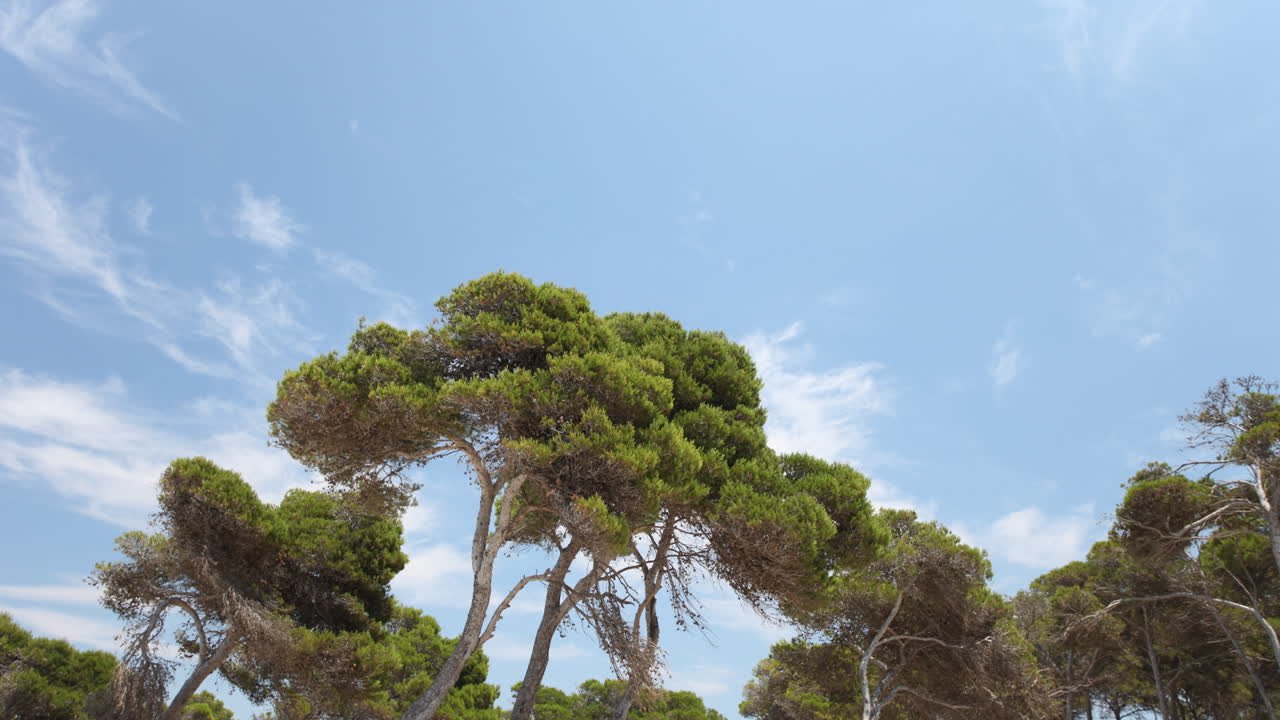 마요르카 보스크 01