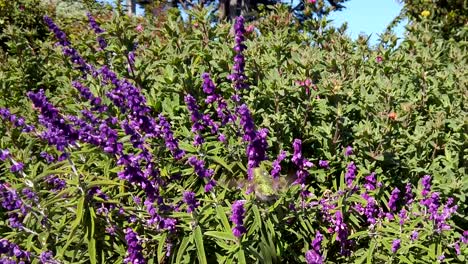 Corto-Recortado-En-Tiro-De-Un-Colibrí-Verde-Alimentándose-De-Flores-De-Salvia-Púrpura-En-Un-Día-Soleado-En-El-Parque-Alamo-Square-En-San-Francisco