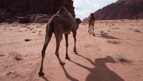 a two camels walking one behind another in the desert of wadi rum