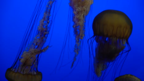 jellyfish at the monterey bay aquarium