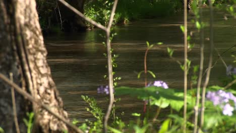 Purple-Wildflowers-Add-Color-To-A-Small-Shallow-Stream-Dappled-By-The-Sun