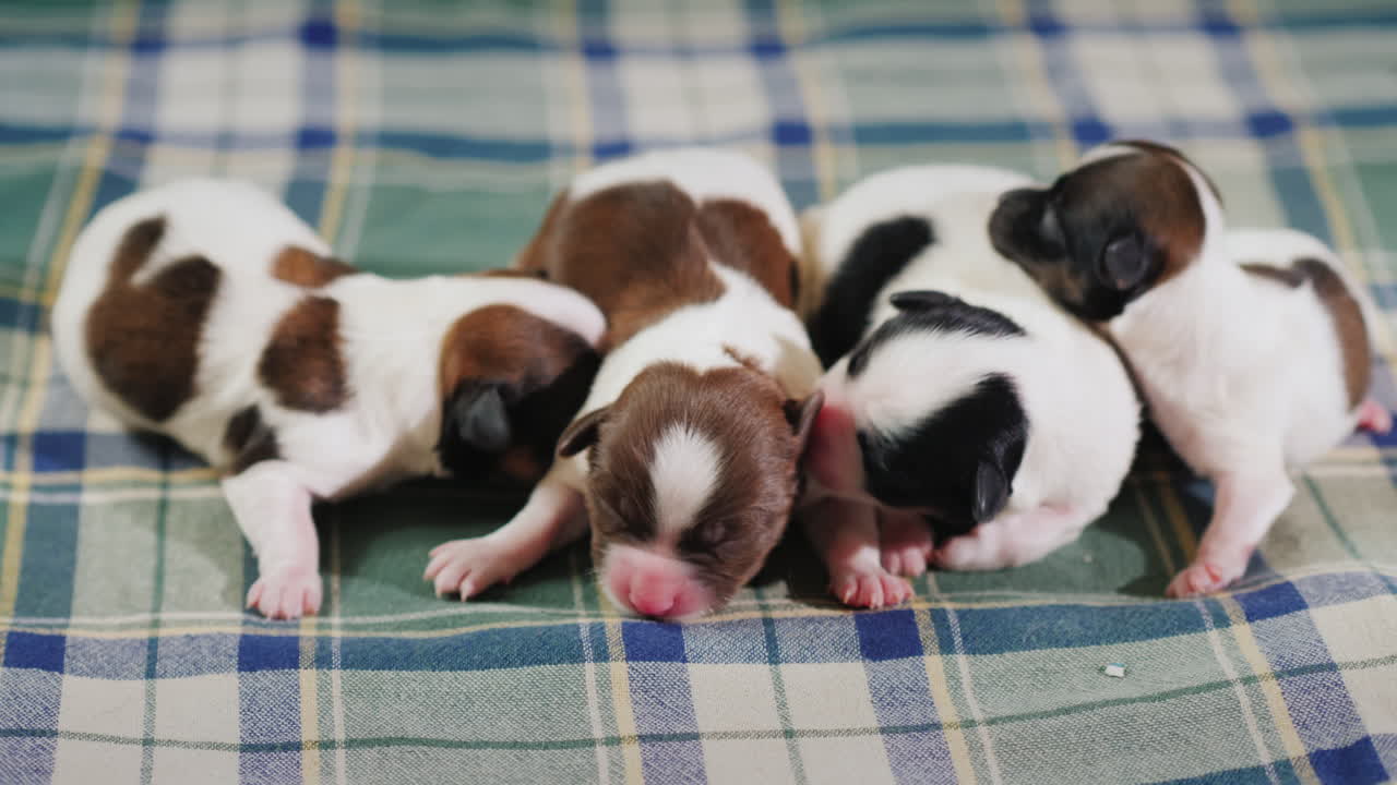 신생아 강아지 11