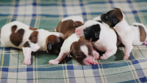 Newborn-Puppy-11