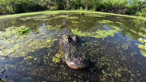 Alligator-Dolly-Nahaufnahme-Hitchcock-Effekt