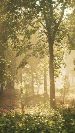 enchanted forest with sunlight and fog