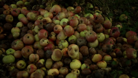 rotten apples on the grass