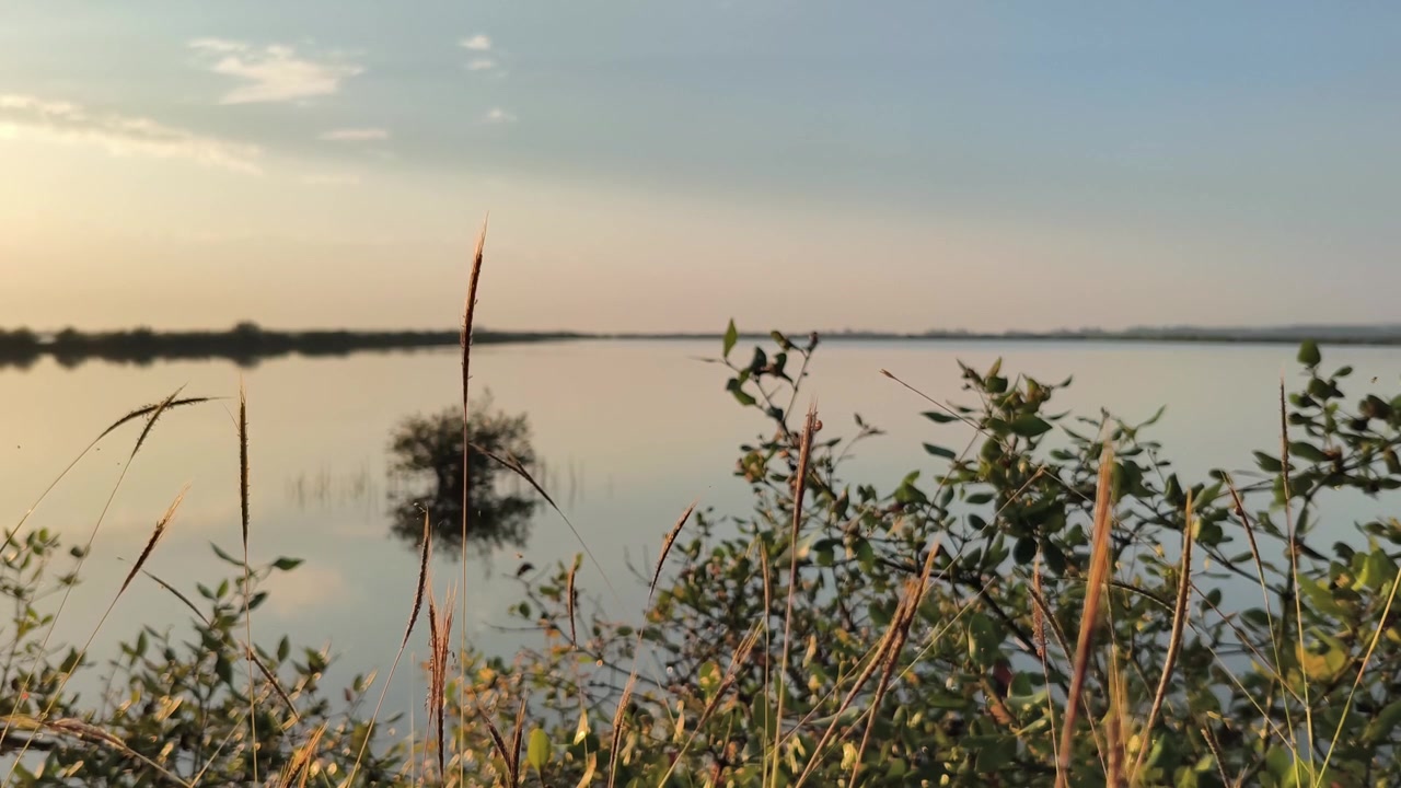 Vista serena del tramonto su lago calmo con erba alta