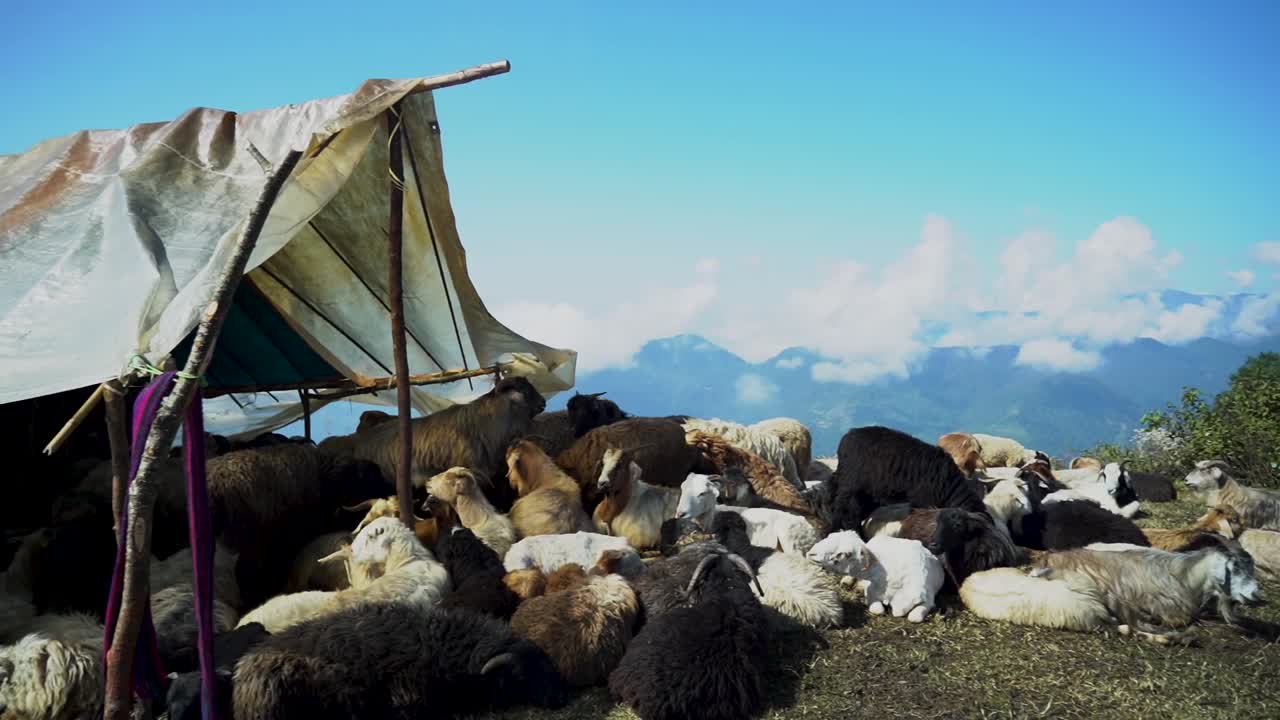 Closeup view of sheep farming in Lamjung, Nepal.
