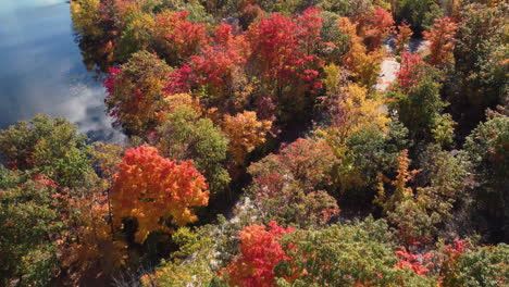 Aerial-Drone-view-of-the-colorful-top-of-the-forest-and-a-lake-in-Autumn