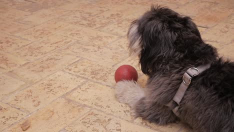 small hairy dog profile lying down panting with a red ball next to it's paw