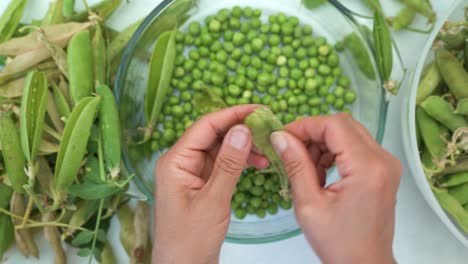 woman shelling home-grown garden peas from pods, top down view