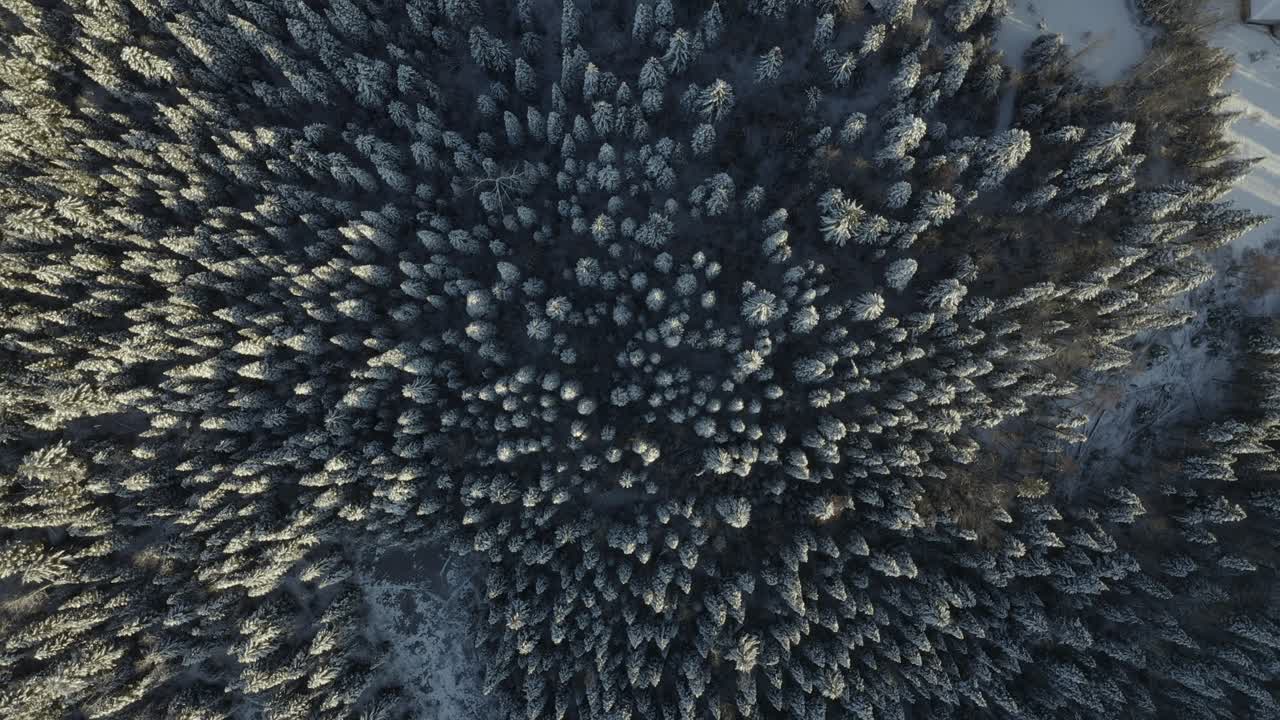A cinematic, moving, aerial view of the winter-clad wilderness in northern Canada during the golden hour - evening.