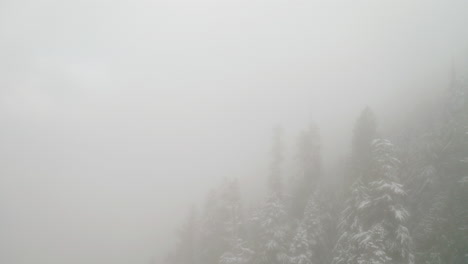 Vista-Aérea-Del-Bosque-Nublado-Y-Pinos-Cubiertos-De-Nieve,-Baja-Visibilidad