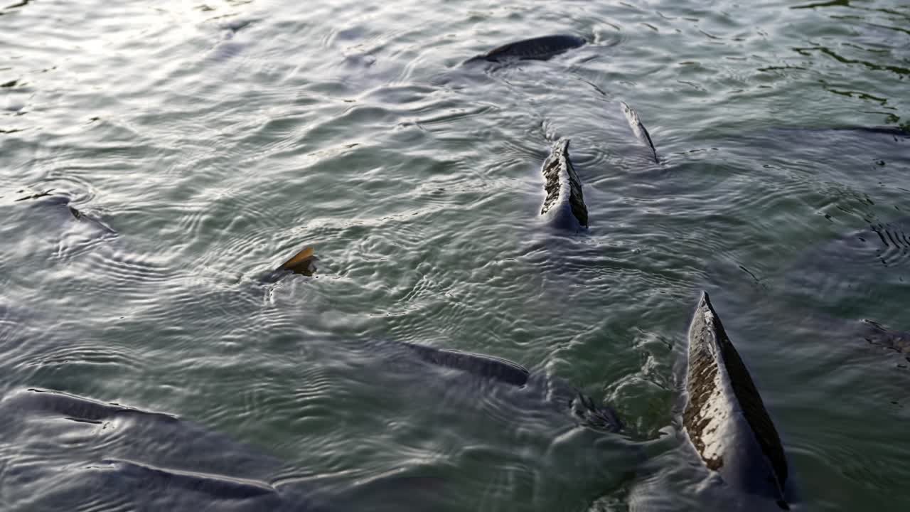 Slow motion of carps in the moat of Rosenborg Castle, Copenhagen, Denmark, at dusk