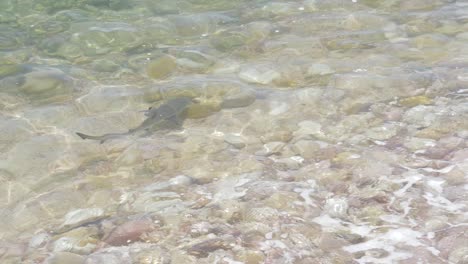 baby blacktip reef shark pup swimming in shallow waters