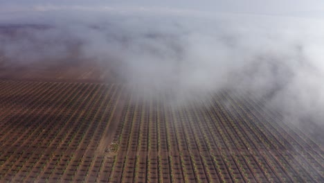 misty orchard aerial view