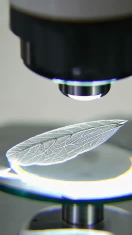 microscopic image of a leaf