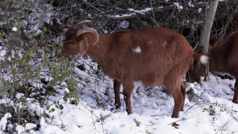 Brown-goats-graze-in-a-winter-time,-navigating-through-the-snow-covered-rural-landscape