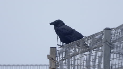 crow sitting on chain link fence and looking around its environment