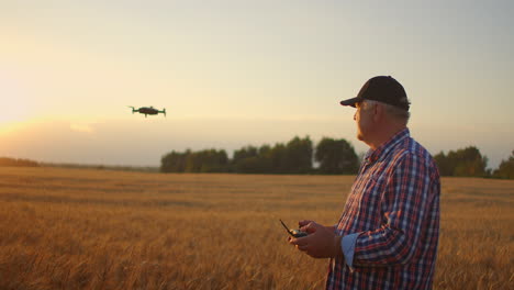 the old farmer uses doron in agriculture driving and piloting over the field with wheat and spikes