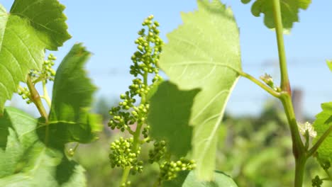 close-up video of a grapevine with its leaf and newly sprouted fruit, very small grapes